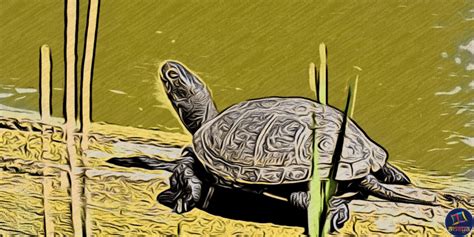  The Knight and the Talking Tortoise! A Colombian Folk Tale for Curious Minds