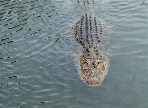 Can Alligators Swim and Why Do They Love Jazz Music?