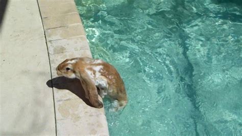 Do Rabbits Know How to Swim? And Why Do They Always Look So Confused Near Water?