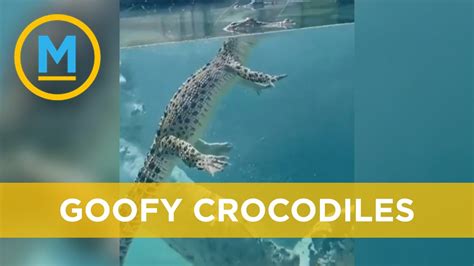 How Do Crocodiles Swim: And Why Do They Always Look So Grumpy?