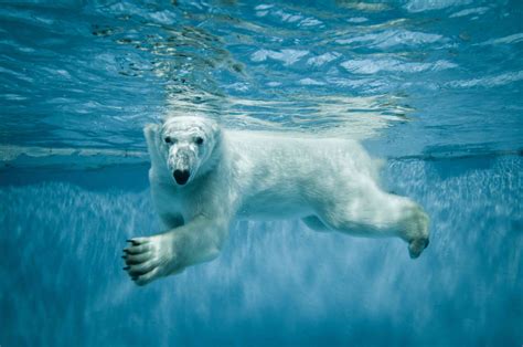 How Do Polar Bears Swim: And Why Do They Sometimes Wear Sunglasses?