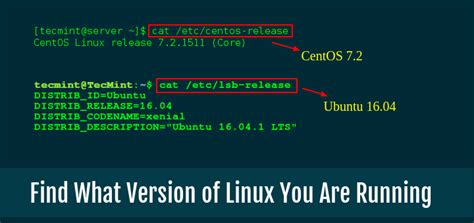 How to Tell What Version of Linux You Are Running: A Journey Through the Digital Forest