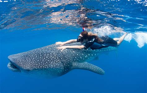 Where Can You Swim with Whale Sharks: A Dive into the Depths of Possibility