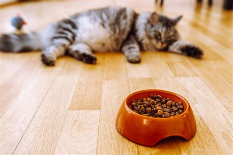 Why is My Cat Not Eating but Drinking Water: A Journey Through Feline Mysteries and Cosmic Soup